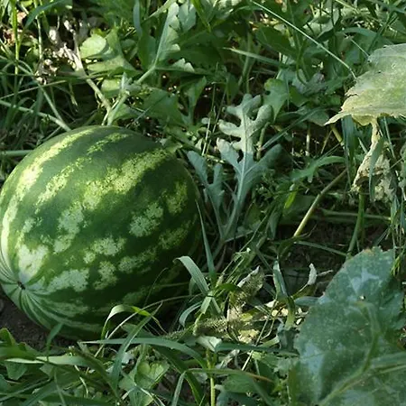 Colle Dell'ara Nocleg ze śniadaniem