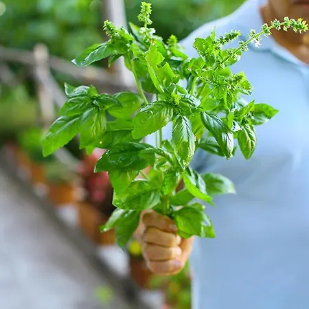 Colle Dell'ara Alojamento de Acomodação e Pequeno-almoço