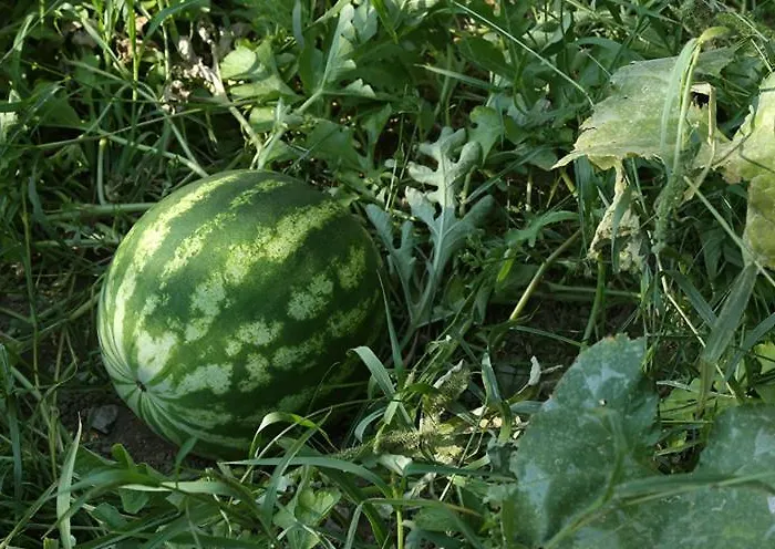 Colle Dell'ara Frühstückspension